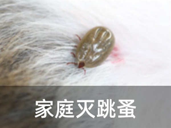 家庭滅跳蚤